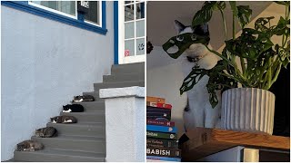 50 Hilarious Photos Of Cats Getting Into Places Where They Probably Shouldn’t Be