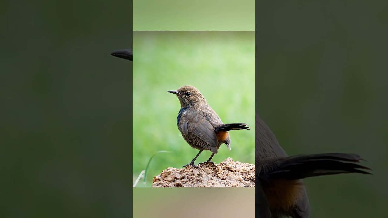Wildlife Photography With a Portrait Lens #shorts #wildlifephotography #wildlife #photography