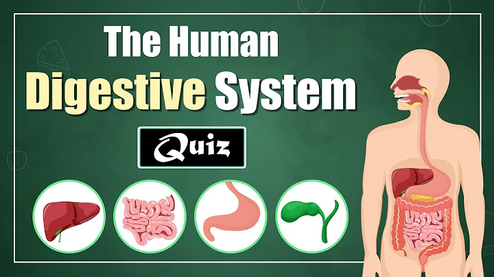 The Human Digestive System Quiz for Kids! 🧠🌟 Learn About Digestive Organs & Their Functions thumbnail
