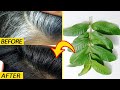 White hair to black hair and grow long hair overnight with guava leaves 100% work at home