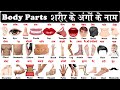 Body parts in english and hindi with pdf | Parts of the body in hindi | शरीर के अंगों के नाम |