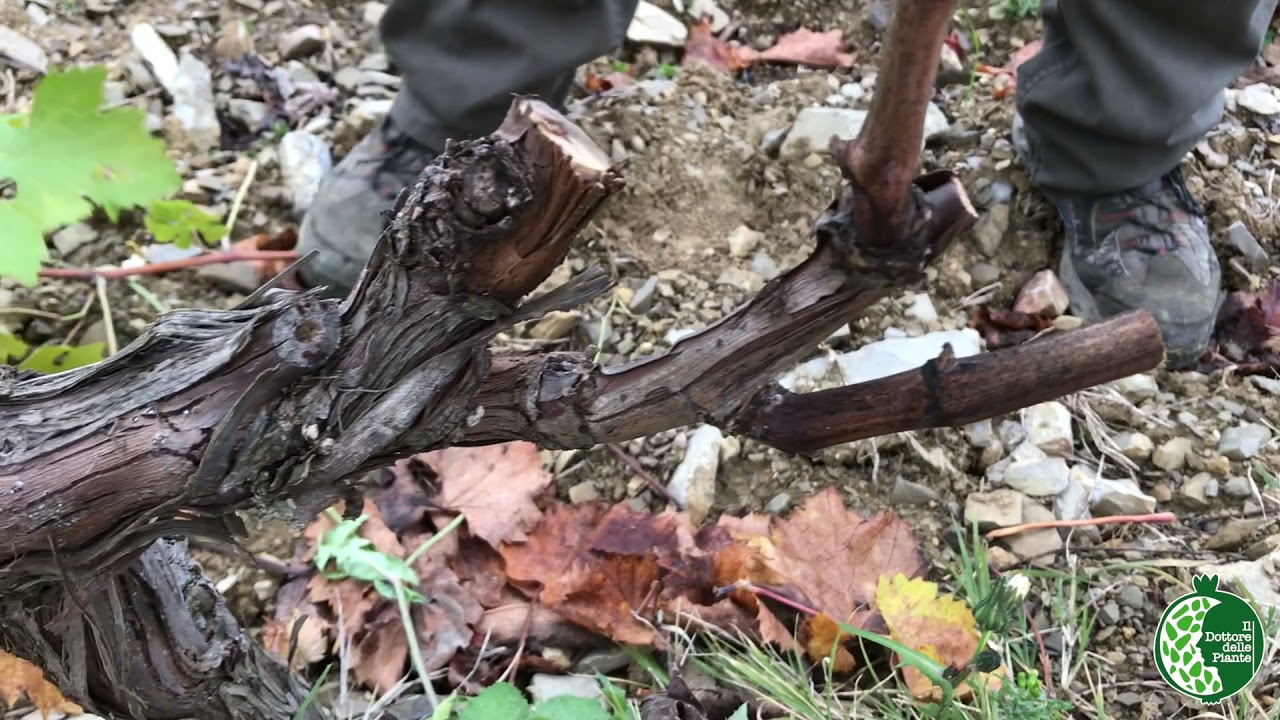 Potatura Vite: Guyot Ramificato