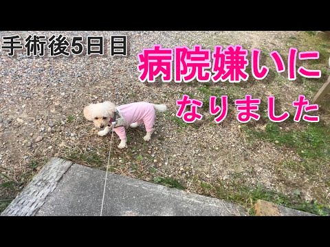 今まで積極的に病院に行ったのに、病院嫌いになりました。