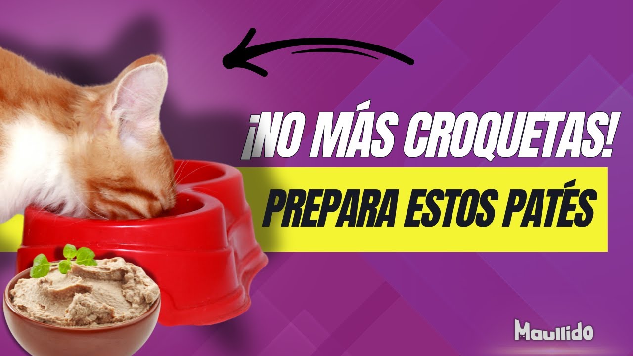 Recetas para gatos :Patés caseros  para tu gato con ingredientes que ya tienes en tu cocina.