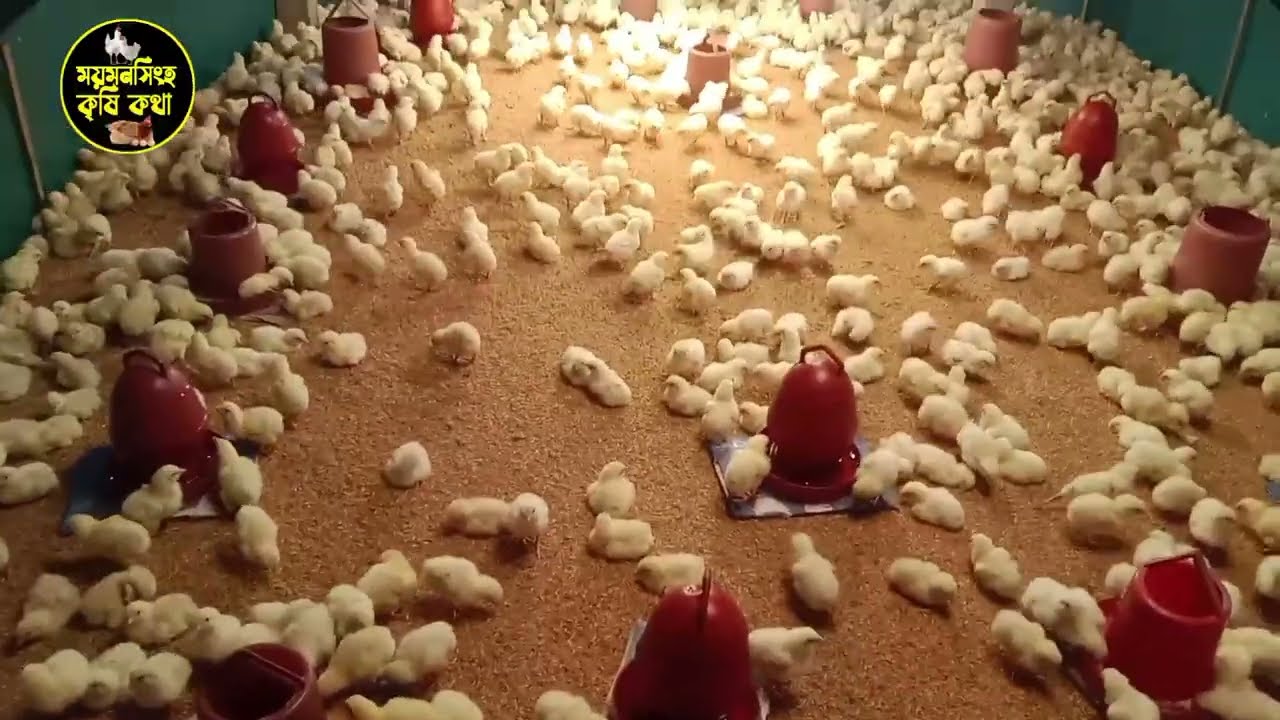 ১থেকে ৭দিন পর্যন্ত কি ঔষধ খাওয়ালে ভালো ফলাফল পেতে পারেন,,, 