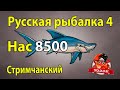 Русская рыбалка 4. Нас 8500 стрим