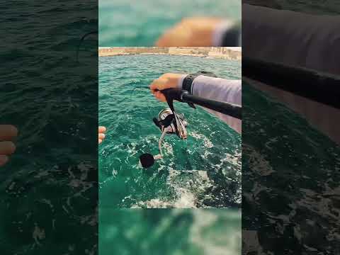 BLUEFISH ON TOPWATER