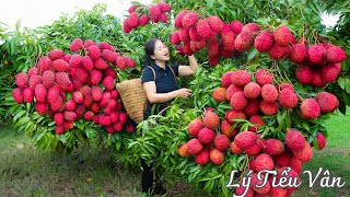 How to harvest Lychee & Goes to the market sell  Harvesting and Cooking | Daily Life