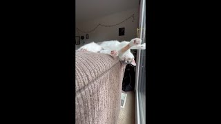 Cat falls off the couch