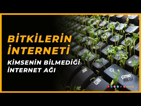 Video: Mikorizada göbələk hifləri varmı?