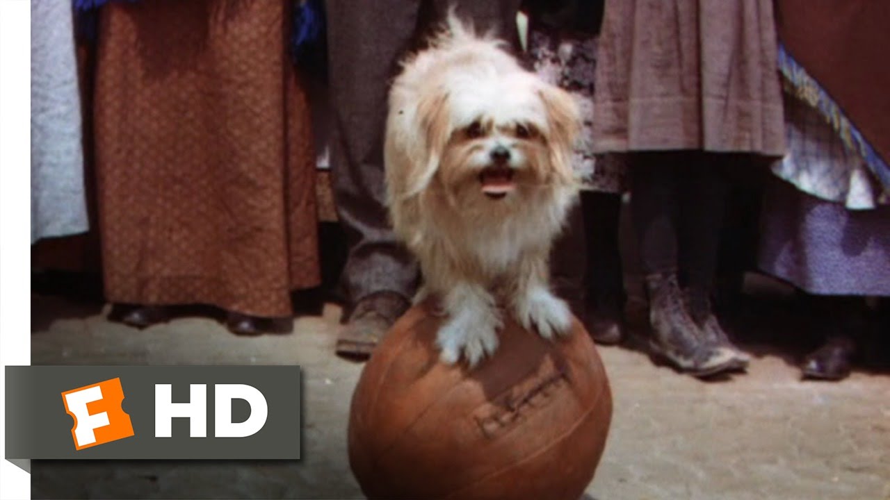 Lassie - Rotten Tomatoes