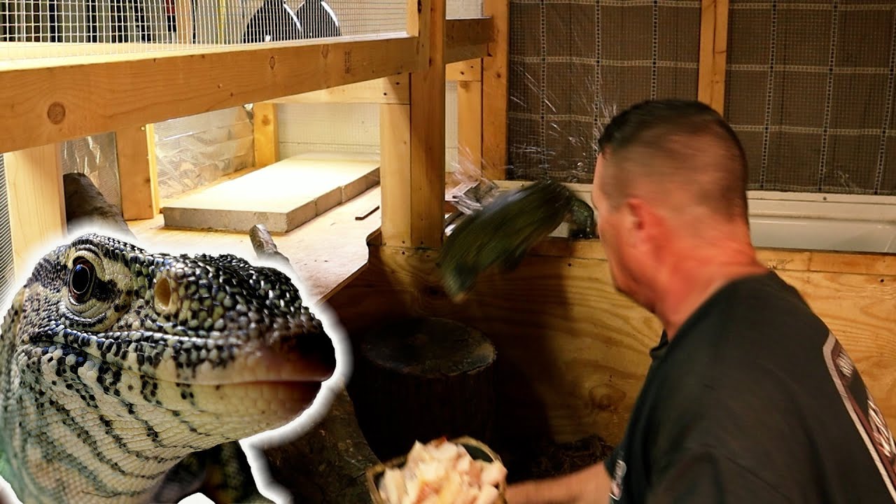 TORPEDOED By HUNGRY Nile Monitor!