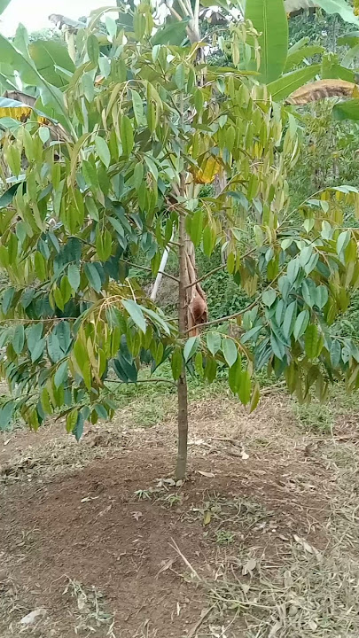 Pohon Durian Bawor