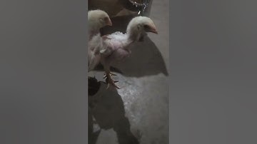 ob tug kawg me nyuam qaib 1 hli