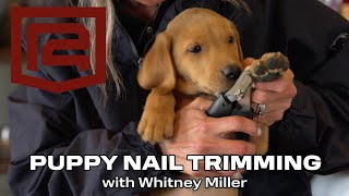 How To Trim Your Puppy's Nails! River Stone VLOG