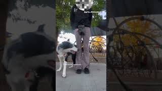 Что такое psychiatric service dog