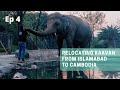 Kaavan Relocation From Islamabad to Cambodia - Kaavan Crate Training -EP 4