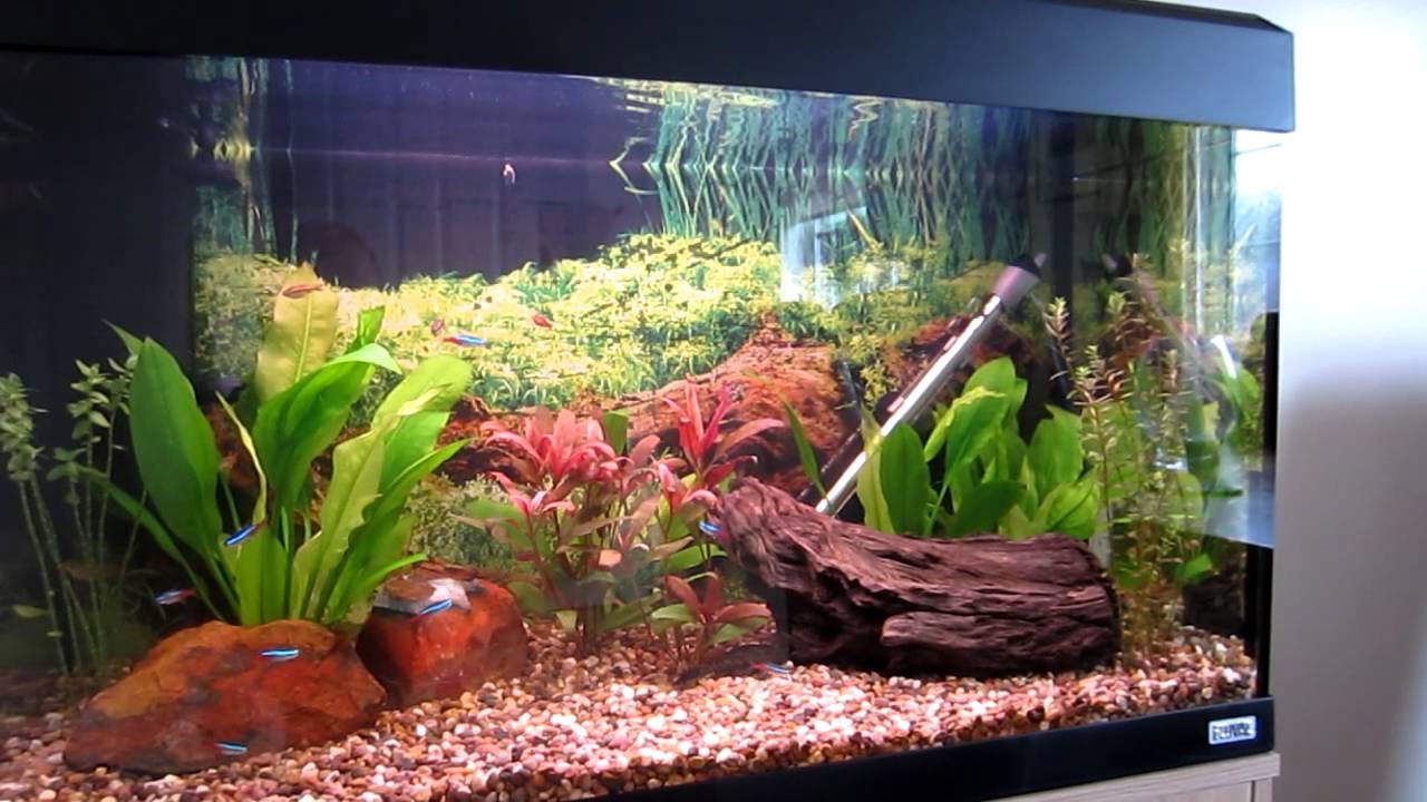 My Fluval Roma 125 Tropical Aquarium Youtube