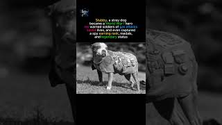 The Dog Who Became a War Hero 🐕🎖️😱