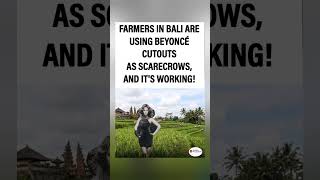 Beyoncé’s really scaring off pests in style! 🐦✨#BeyonceScarecrow #BaliFarming #QueenBees #shorts