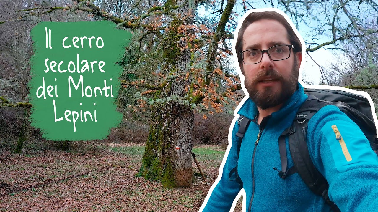 Monti Lepini: alla ricerca di una quercia secolare