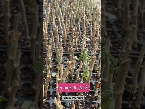 الناشط البيئي منيف سالم الضوي وإنتاج ع قل أحد الاشجار البرية العوسج