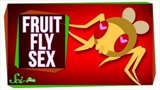 New Insights Into What Fruit Fly Sex Is Like New Insights Into What Fruit Fly Sex Is Like