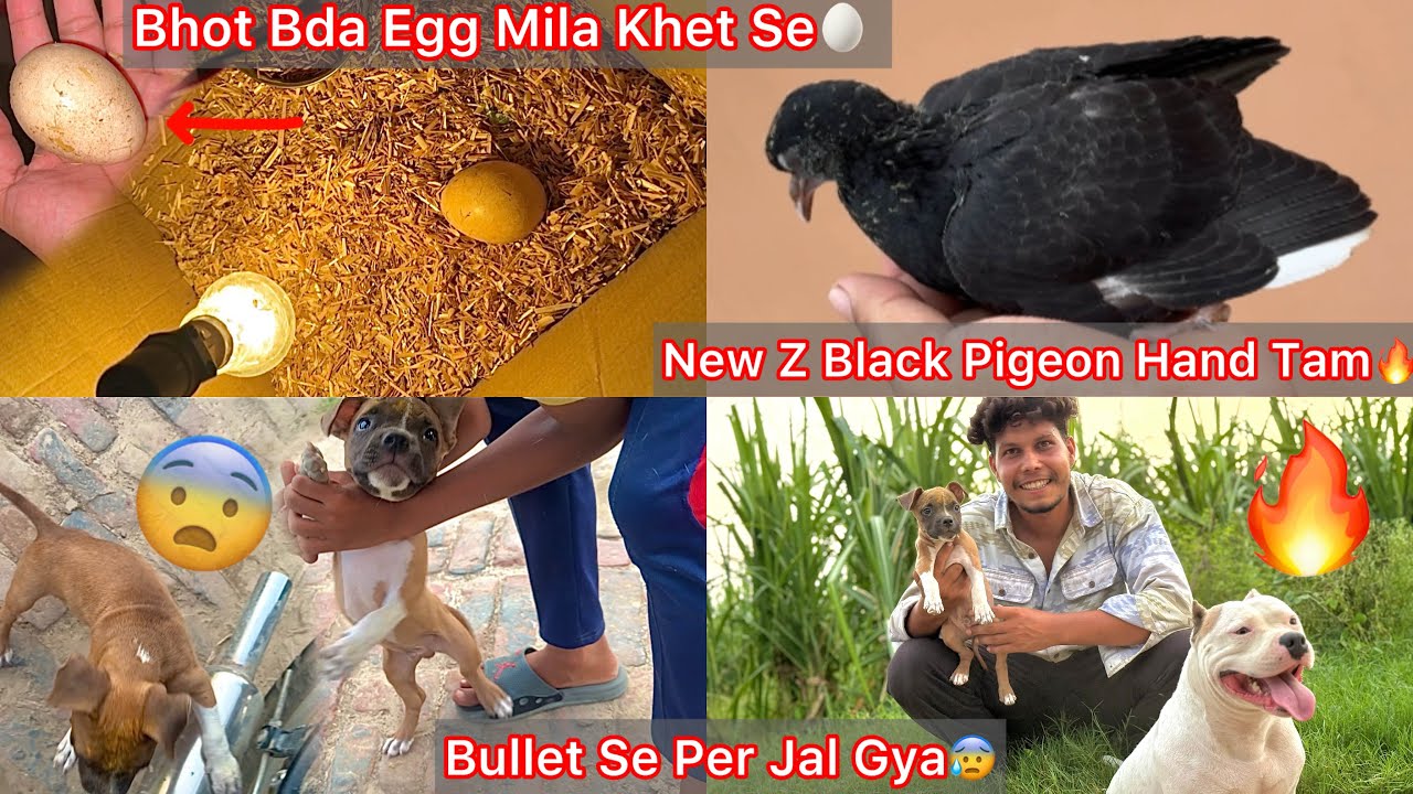 Ya Konse Bird Ka Egg Hai Etna Bda?😨|| Jora Puppy Jal Gya Bullet Silencer Ki Vjh Se😰New Pigeon Tame🕊️