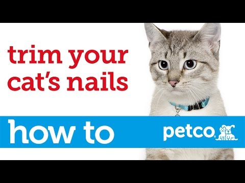How to Cut Your Cat's Nails (Petco) - YouTube