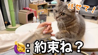 一晩楽しみに待ち続けた猫、ついにその日がきた