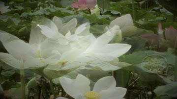 Giai điệu Tổ Quốc Visual