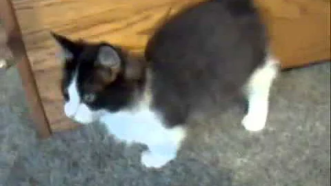 Watch the video about Munchkin Kitten