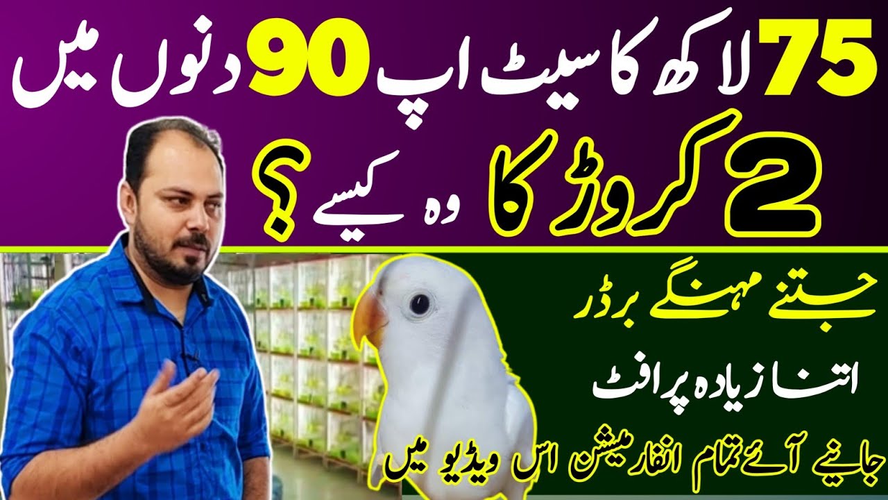 Love bird Business in The World| Beautiful Lovebird Farming Small Business in Lahore