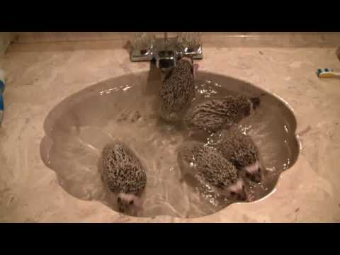 Bath time for 9 week old African pygmy hedgehogs!