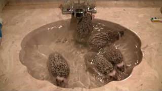 Bath time for 9 week old African pygmy hedgehogs!