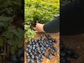 Plenty Of Beautiful Grape Seedlings Satisfying Short Plenty Of Beautiful Grape Seedlings Satisfying Short