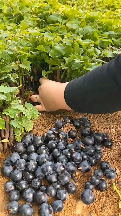 Plenty Of Beautiful Grape Seedlings #satisfying #short