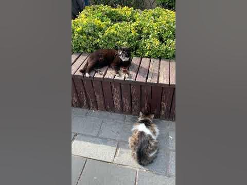 Турецкие коты. Кот зевает) #catlover #кот #cats #softcat #кіт #cat # ...