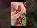 Черешни вам в ленту общество черешня Черешни вам в ленту общество черешня