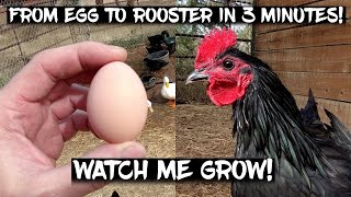 Black Australorp Chickens From Egg to Rooster in 3 Minutes!  Watch me Grow! Black Astrolop