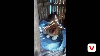 Life In The Farm