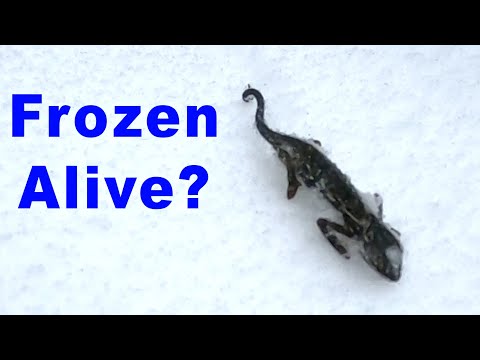 Can a chameleon survive being frozen alive?