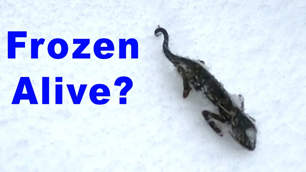 Can a chameleon survive being frozen alive? YouTube