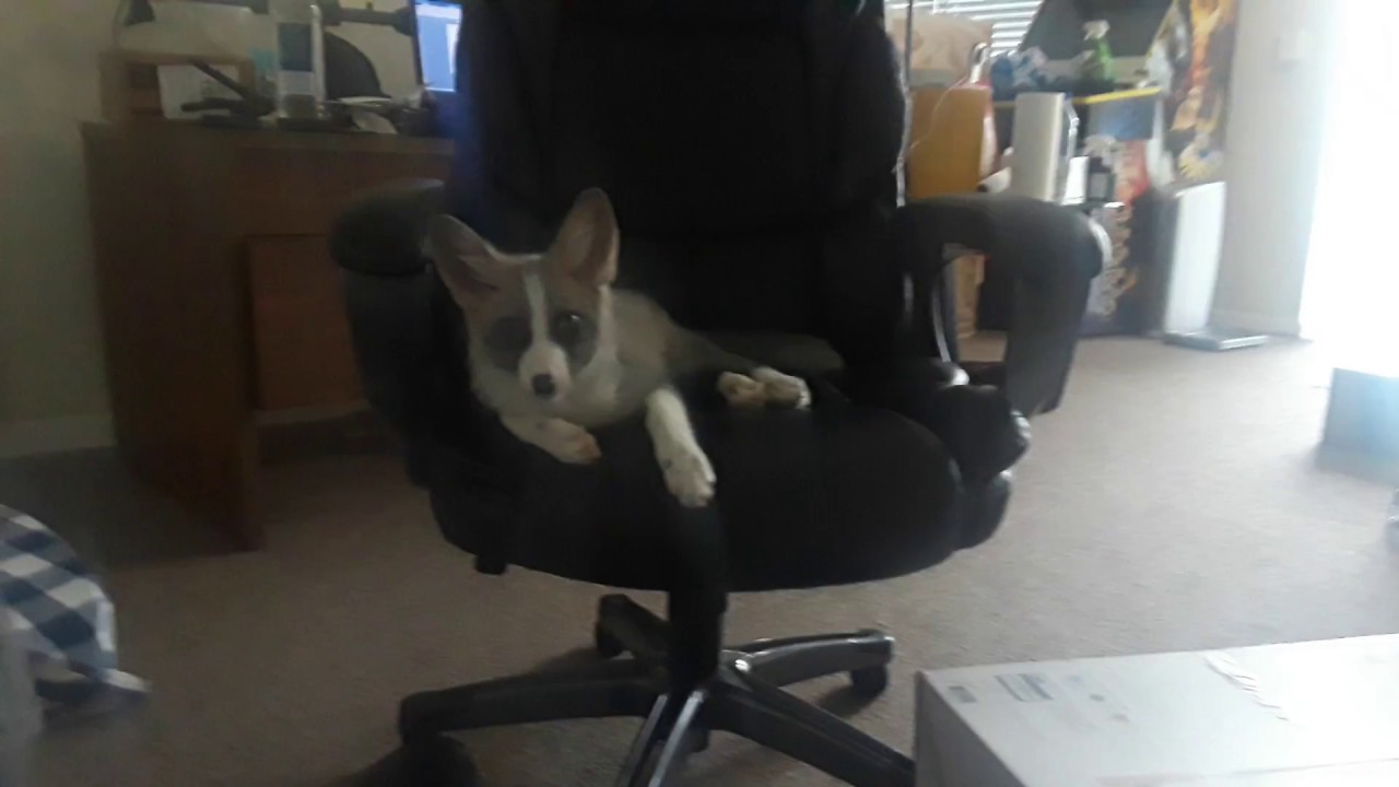 tyrone jose gonzales orama TYR stole my chair