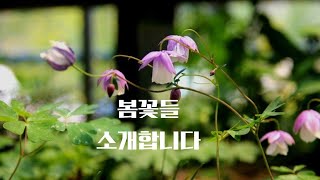 종이꽃, 풍경매발톱,장미매발톱, 카파앵초 소개합니다