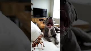 Pitbull vs. Giant Roach: Epic TV Destruction!