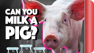 Can You Milk A Pig? | Two Chefs At A Table | Sorted Food