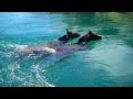 Horse riding Patagonia. Swimming across rivers .