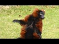 Enjoying the first spring sunshine with the Red Ruffed Lemurs at Linton Zoo