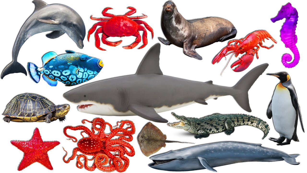 Learn Sea Animals Names & Sounds For Kids Babies | Shark Cartoons For
